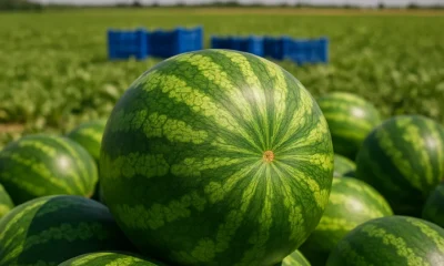 Crates of watermelon destined for export near Almería