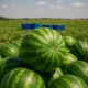 Crates of watermelon destined for export near Almería
