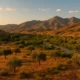 Andarax valley landscape near Alhabia, Almeria — olive and citrus groves under golden evening light with Sierra de Gador mountains in the distance