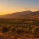 Warm sunset view of the Andarax Valley near Alhama de Almeria, showing olive groves and citrus fields with the Sierra de Gador mountains in the background.