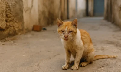 Cat rescue Roquetas de Mar