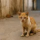Cat rescue Roquetas de Mar