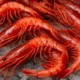 Fresh Gamba Roja. Garrucha's red prawns on ice at the 2025 seafood festival in Almeria