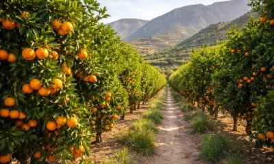 Orange groves in the Andarax Valley near Bentarique, Almeria
