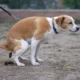 Dog defecating in a public area in Huercal de Almeria