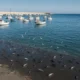 Fish leaping from water onto asphalt at Garrucha port under natural Mediterranean light